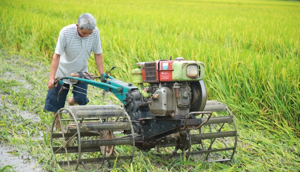 Ông Nguyễn Đình Chữ (xã Đồng Thành, huyện Yên Thành) thất vọng não nề khi phải bừa trục ruộng lúa không có bông. Ảnh: Ngọc Linh. Ông Nguyễn Đình Chữ (xã Đồng Thành, huyện Yên Thành) thất vọng não nề khi phải bừa trục ruộng lúa không có bông. Ảnh: Ngọc Linh.