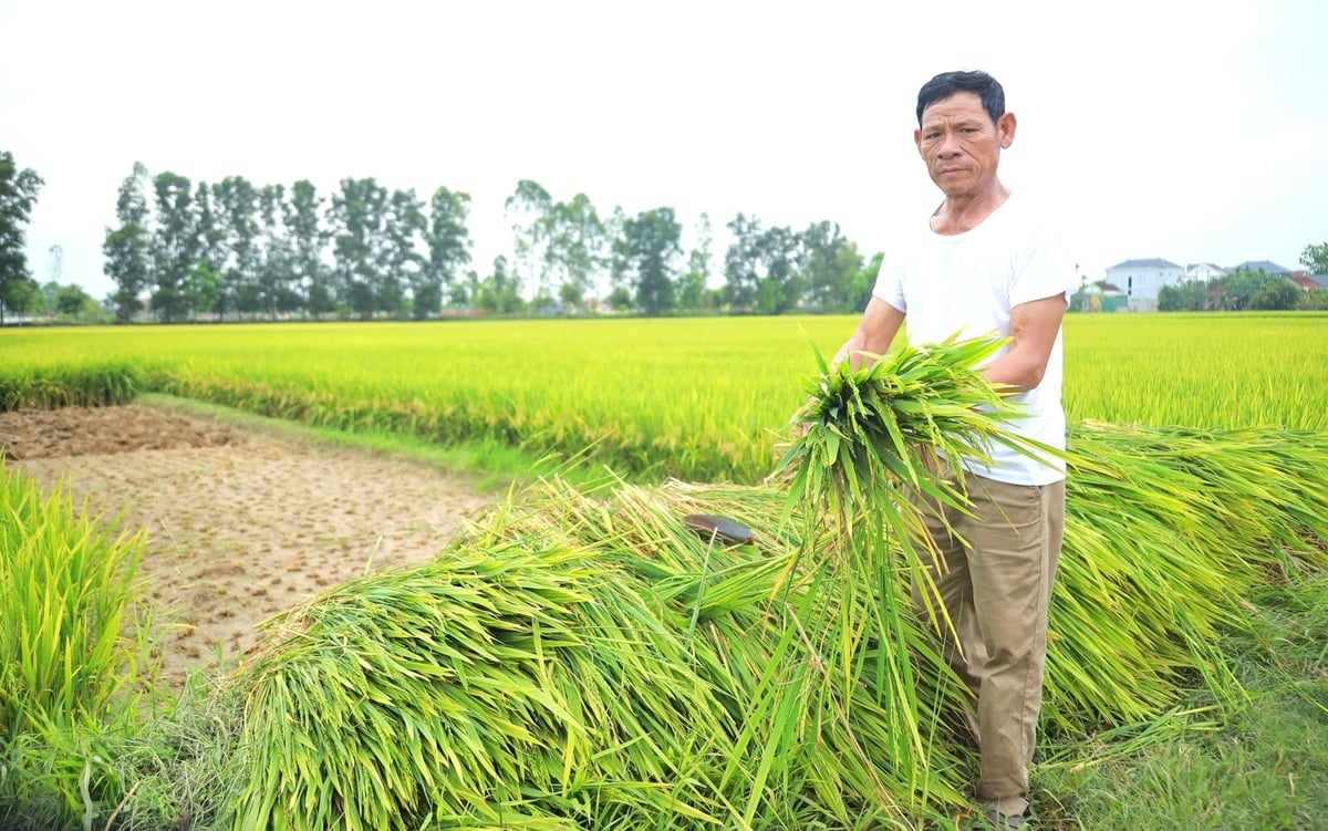 Nhiều hộ dân trên địa bàn Nghệ An buồn bã gặt lúa trỗ bông nhưng không kết hạt cho gia súc ăn. Ảnh: Ngọc Linh. Nhiều hộ dân trên địa bàn Nghệ An buồn bã gặt lúa trỗ bông nhưng không kết hạt cho gia súc ăn. Ảnh: Ngọc Linh.