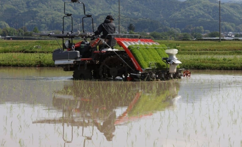 Despite the government releasing rice from its emergency stockpile since March, prices have remained high. | BLOOMBERG.