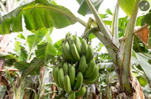 More than 400 million people rely on the banana for 15% to 27% of their daily calories. Photograph: Christian Ender/Getty Images.