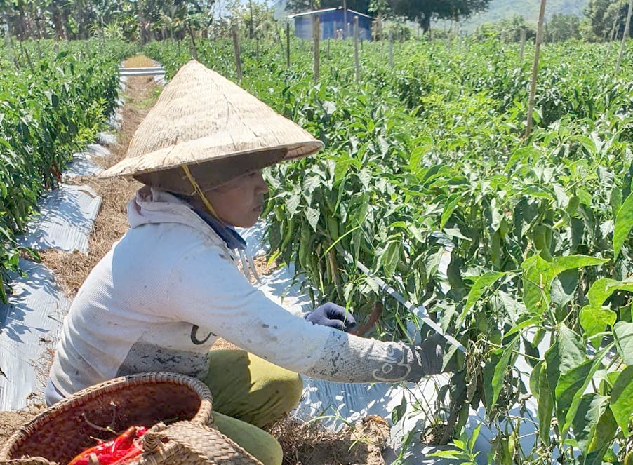 Dự án hướng tới phát triển bền vững vùng trồng ớt ở Ninh Thuận. Ảnh: Văn Nam. Dự án hướng tới phát triển bền vững vùng trồng ớt ở Ninh Thuận. Ảnh: Văn Nam.