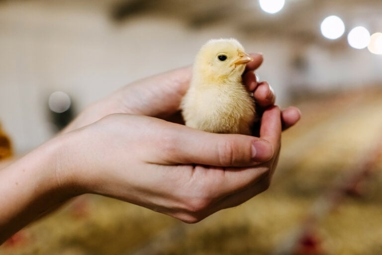 Over the years, young animal feed has gained significant importance in poultry research. Photo: Shutterstock.