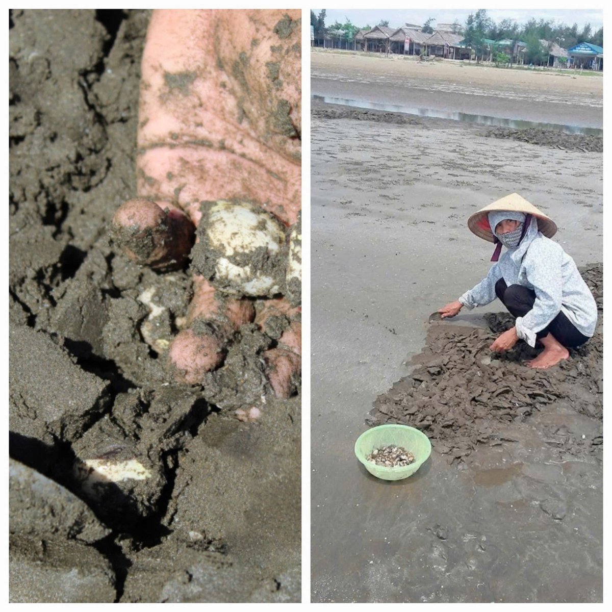 Người đàn bà cào nghêu trên bãi biển. Ảnh: Võ Thị Thu Hương. Người đàn bà cào nghêu trên bãi biển. Ảnh: Võ Thị Thu Hương.
