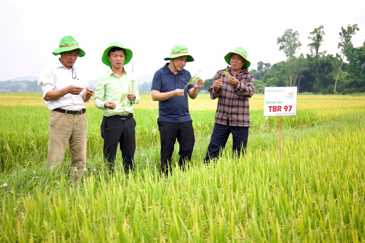 Những trà lúa ở Bắc Trung bộ trổ cuối tháng 4 và đầu tháng 5 sẽ có kết quả tốt hơn. Ảnh: Thu Thủy. Những trà lúa ở Bắc Trung bộ trổ cuối tháng 4 và đầu tháng 5 sẽ có kết quả tốt hơn. Ảnh: Thu Thủy.