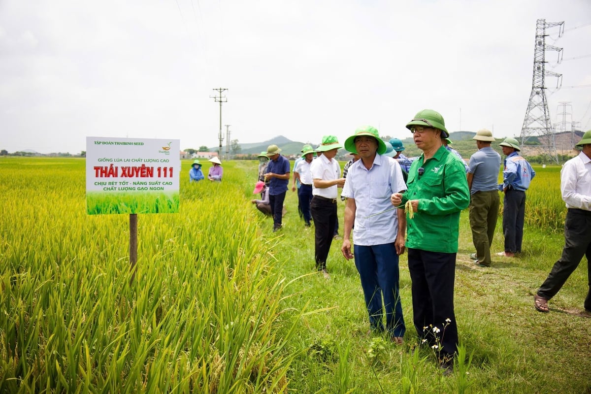 Ngay sau khi nhận được thông tin có hiện tượng lúa bị lem lép hạt trên diện rộng ở Nghệ An, ông Trần Mạnh Báo đã cùng các cán bộ kỹ thuật tức tốc vào thực địa để nắm tình hình. Ảnh: Thu Thủy Ngay sau khi nhận được thông tin có hiện tượng lúa bị lem lép hạt trên diện rộng ở Nghệ An, ông Trần Mạnh Báo đã cùng các cán bộ kỹ thuật tức tốc vào thực địa để nắm tình hình. Ảnh: Thu Thủy