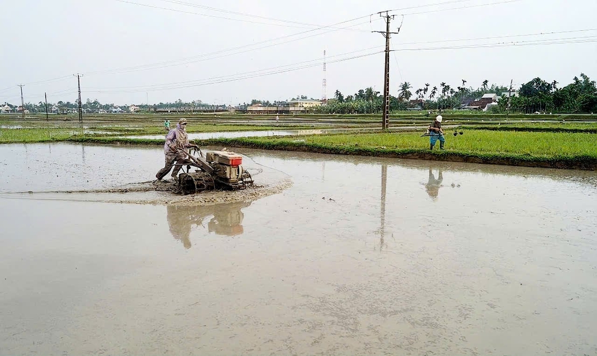 Nông dân Quảng Ngãi tích cực chuẩn bị xuống giống lúa hè thu. Ảnh: Võ Hà. Nông dân Quảng Ngãi tích cực chuẩn bị xuống giống lúa hè thu. Ảnh: Võ Hà.