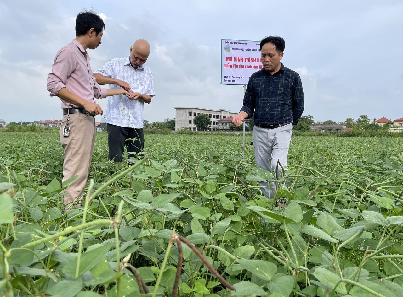 Mô hình trình diễn ở Ninh Bình. Ảnh: Trung tâm Nghiên cứu và Phát triển Đậu đỗ. Mô hình trình diễn ở Ninh Bình. Ảnh: Trung tâm Nghiên cứu và Phát triển Đậu đỗ.