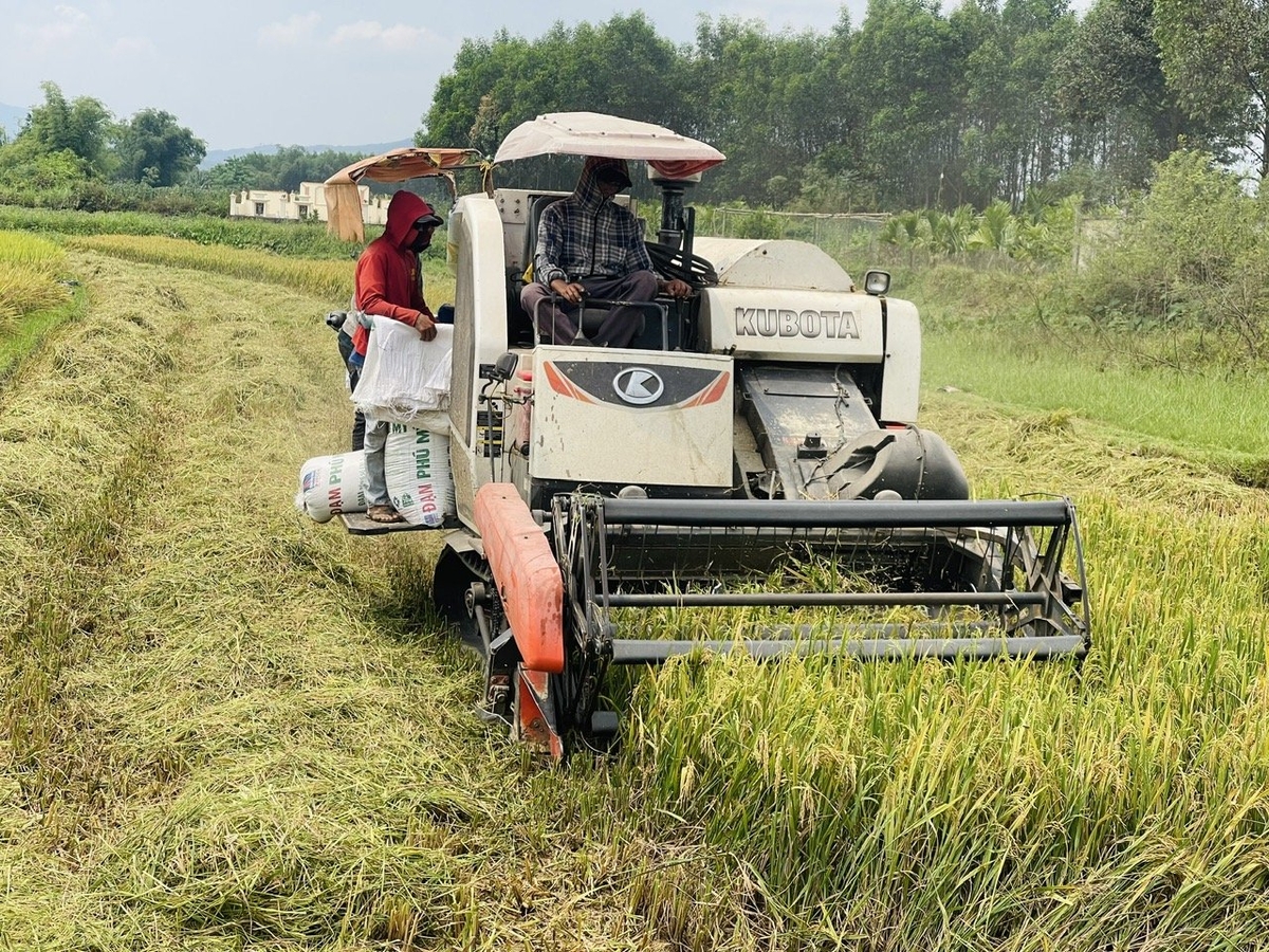 Vụ hè thu 2025, toàn tỉnh Quảng Ngãi gieo trồng khoảng 67.000ha lúa, rau màu và cây hàng năm. Ảnh: Võ Hà. Vụ hè thu 2025, toàn tỉnh Quảng Ngãi gieo trồng khoảng 67.000ha lúa, rau màu và cây hàng năm. Ảnh: Võ Hà.