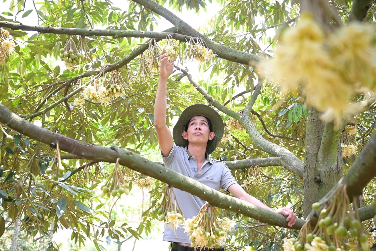 Anh Trần Thái Lâm kiểm tra vườn sầu riêng thời kỳ ra hoa. Ảnh: Phạm Hoài. Anh Trần Thái Lâm kiểm tra vườn sầu riêng thời kỳ ra hoa. Ảnh: Phạm Hoài.