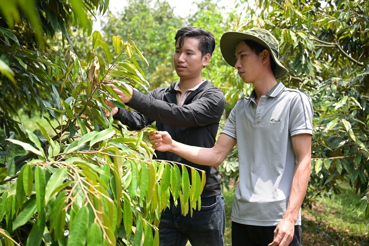 Anh Trần Thái Lâm thường xuyền chia sẻ và phổ biến kiến thức trồng, chăm sóc sầu riêng theo hướng hữu cơ cho các bạn trẻ. Ảnh: Phạm Hoài. Anh Trần Thái Lâm thường xuyền chia sẻ và phổ biến kiến thức trồng, chăm sóc sầu riêng theo hướng hữu cơ cho các bạn trẻ. Ảnh: Phạm Hoài.