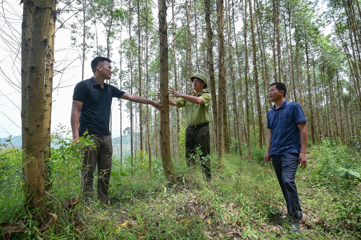 Viện Khoa học Lâm nghiệp Việt Nam đang hỗ trợ nhiều đơn vị sản xuất rừng gỗ lớn. Ảnh: Tùng Đinh. Viện Khoa học Lâm nghiệp Việt Nam đang hỗ trợ nhiều đơn vị sản xuất rừng gỗ lớn. Ảnh: Tùng Đinh.