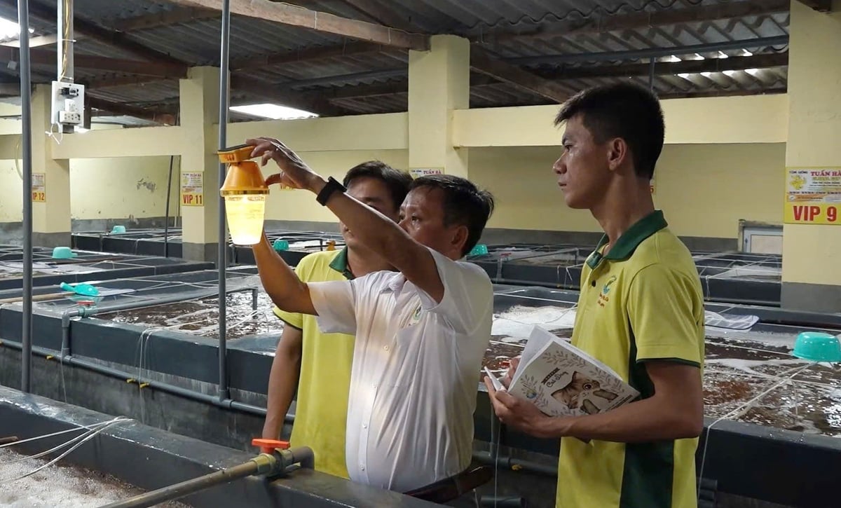 Tôm giống Ninh Thuận từ lâu đã được người nuôi tôm trên cả nước đánh giá cao về chất lượng và luôn được tin dùng. Ảnh: PC. Tôm giống Ninh Thuận từ lâu đã được người nuôi tôm trên cả nước đánh giá cao về chất lượng và luôn được tin dùng. Ảnh: PC.