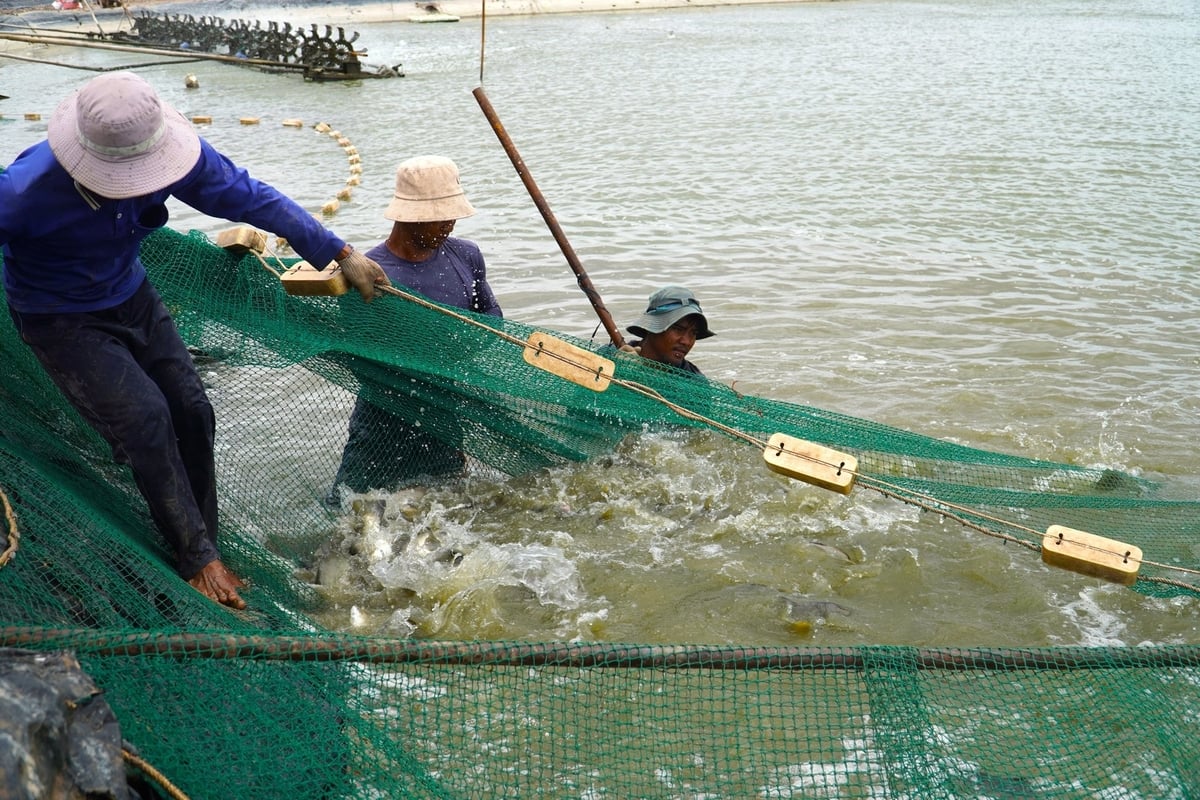 Muốn phát triển lâu dài mô hình nuôi cá nước lợ, có ý kiến cho rằng phải giải quyết được đầu ra, có thêm doanh nghiệp tham gia chế biến để nâng cao giá trị sản phẩm, giúp giá cả trong nước ổn định hơn. Ảnh: Kim Anh. Muốn phát triển lâu dài mô hình nuôi cá nước lợ, có ý kiến cho rằng phải giải quyết được đầu ra, có thêm doanh nghiệp tham gia chế biến để nâng cao giá trị sản phẩm, giúp giá cả trong nước ổn định hơn. Ảnh: Kim Anh.