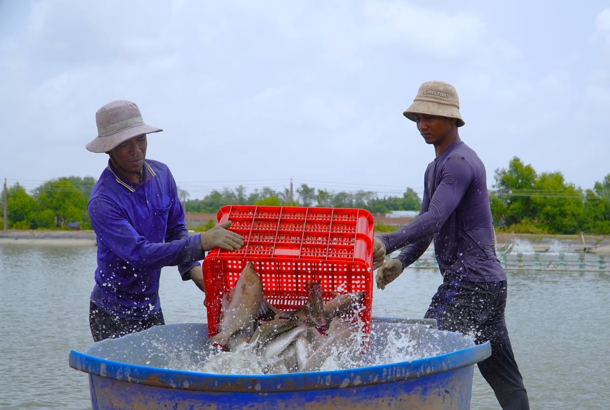 Các mô hình chuyển đổi nuôi tôm sang cá nước lợ đang phát triển mạnh tại huyện Trần Đề (Sóc Trăng). Ảnh: Kim Anh. Các mô hình chuyển đổi nuôi tôm sang cá nước lợ đang phát triển mạnh tại huyện Trần Đề (Sóc Trăng). Ảnh: Kim Anh.