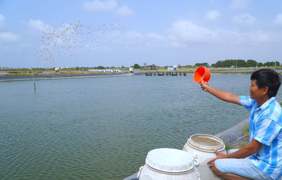 Mô hình nuôi cá dứa của ông Tạ Thanh Tùng (ở ấp Nhà Thờ, xã Trung Bình) đang gặp nhiều khó khăn về đầu ra. Ảnh: Kim Anh. Mô hình nuôi cá dứa của ông Tạ Thanh Tùng (ở ấp Nhà Thờ, xã Trung Bình) đang gặp nhiều khó khăn về đầu ra. Ảnh: Kim Anh.
