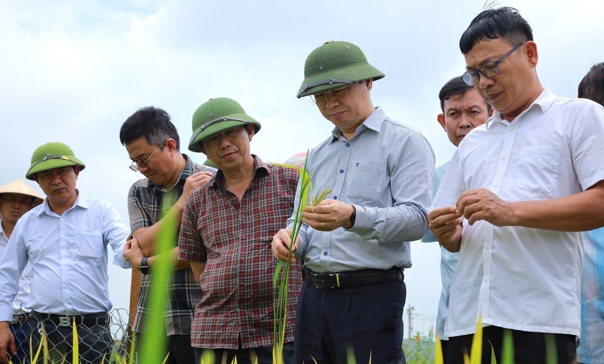 Đoàn công tác đã kiểm tra thực tế tại nhiều điểm trồng lúa trên địa bàn Nghệ An. Ảnh: Ngọc Linh. Đoàn công tác đã kiểm tra thực tế tại nhiều điểm trồng lúa trên địa bàn Nghệ An. Ảnh: Ngọc Linh.
