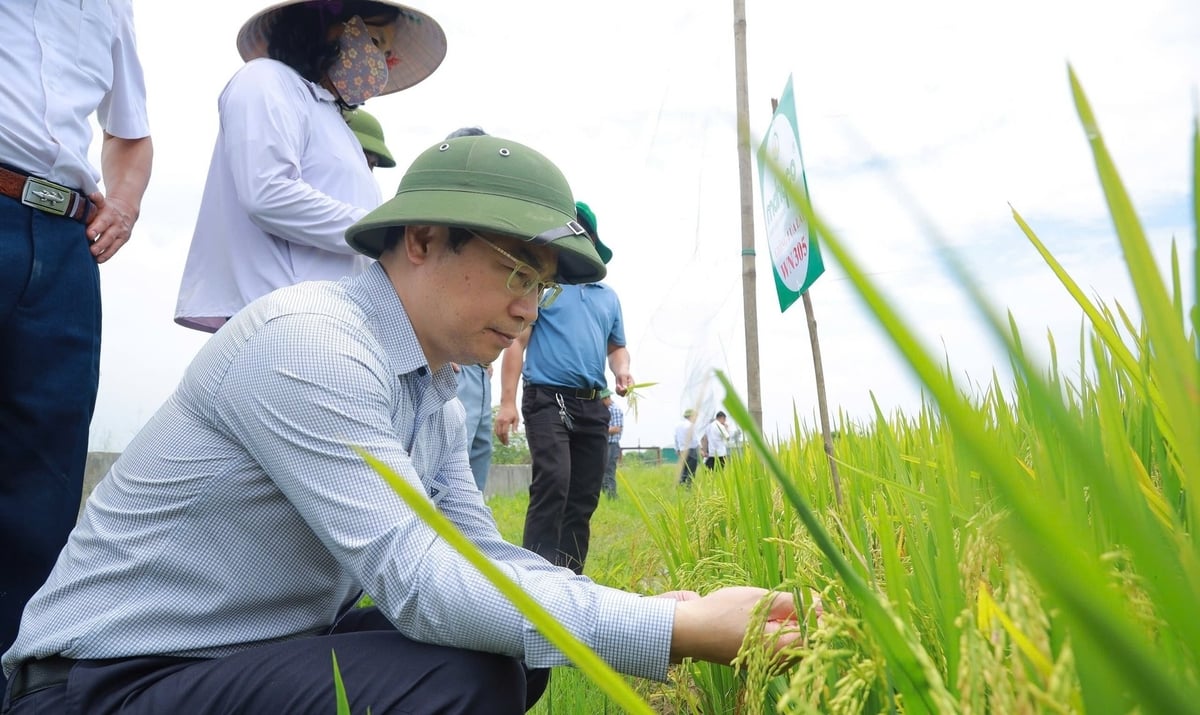 Ông Nguyễn Quý Dương, Phó Cục trưởng Cục Trồng trọt và Bảo vệ thực vật rất quan tâm đến diễn biến lúa xuân tại tỉnh Nghệ An. Ảnh: Ngọc Linh. Ông Nguyễn Quý Dương, Phó Cục trưởng Cục Trồng trọt và Bảo vệ thực vật rất quan tâm đến diễn biến lúa xuân tại tỉnh Nghệ An. Ảnh: Ngọc Linh.