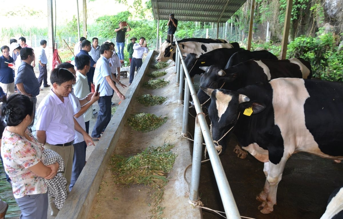 Chăn nuôi an toàn dịch bệnh là chìa khóa quan trọng giúp người nông dân ở Tuyên Quang có sinh kế bền vững. Ảnh: Đào Thanh. Chăn nuôi an toàn dịch bệnh là chìa khóa quan trọng giúp người nông dân ở Tuyên Quang có sinh kế bền vững. Ảnh: Đào Thanh.