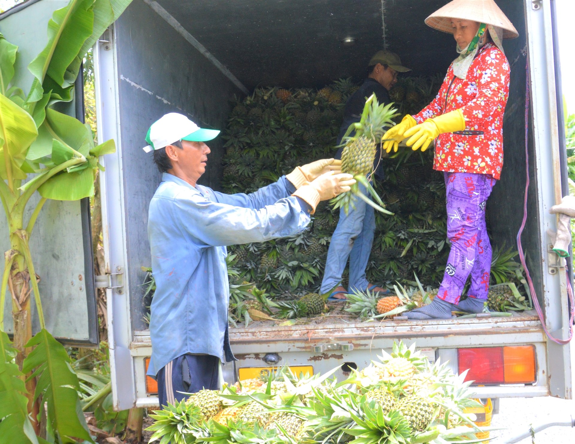 Hiện giá khóm thương lái thu mua từ 8.000 - 10.000 đồng/trái loại từ 1kg trở lên. Ảnh: Trung Chánh. Hiện giá khóm thương lái thu mua từ 8.000 - 10.000 đồng/trái loại từ 1kg trở lên. Ảnh: Trung Chánh.