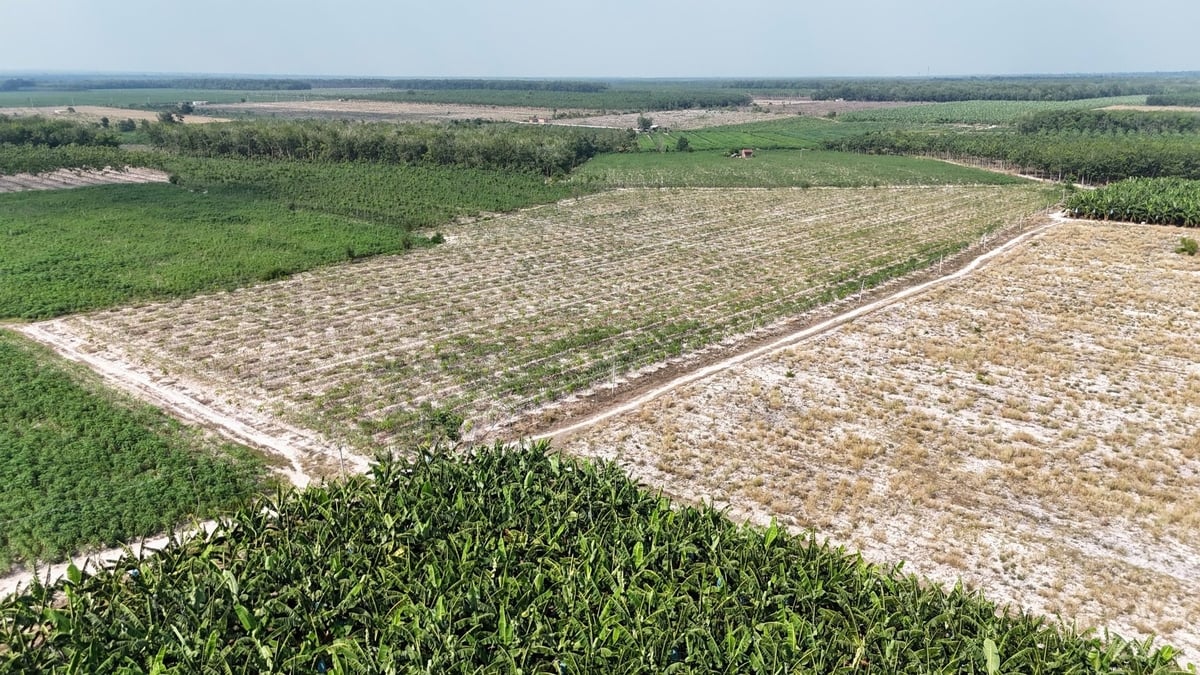 Khu vực đất trồng chuối của ông Võ Quan Huy và đất bỏ hoang bên cạnh. Ảnh: Kiên Trung. Khu vực đất trồng chuối của ông Võ Quan Huy và đất bỏ hoang bên cạnh. Ảnh: Kiên Trung.