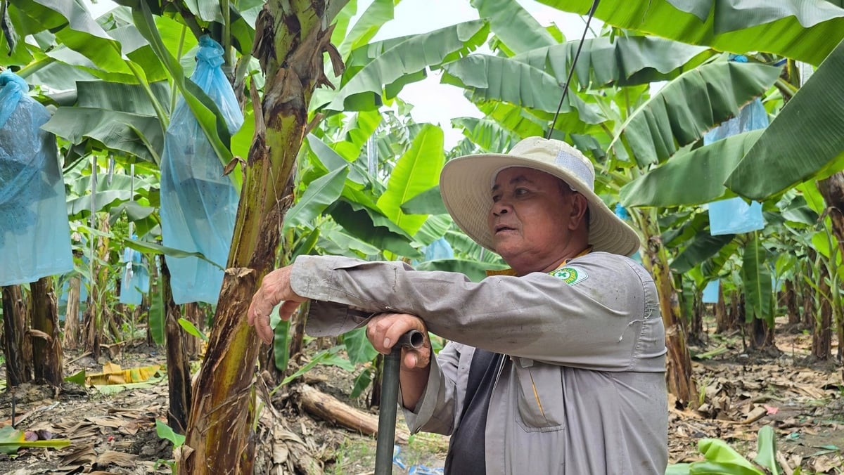 Nông dân tỉnh Tây Ninh đang làm việc cho trang trại chuối của ông Võ Quan Huy. Ảnh: Kiên Trung. Nông dân tỉnh Tây Ninh đang làm việc cho trang trại chuối của ông Võ Quan Huy. Ảnh: Kiên Trung.