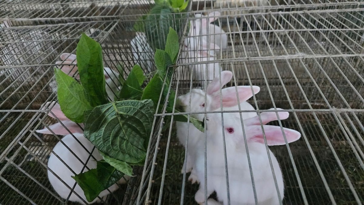 Đàn thỏ nhìn bề ngoài rất nhanh nhẹn, khỏe mạnh. Ảnh: Đinh Mười. Đàn thỏ nhìn bề ngoài rất nhanh nhẹn, khỏe mạnh. Ảnh: Đinh Mười.