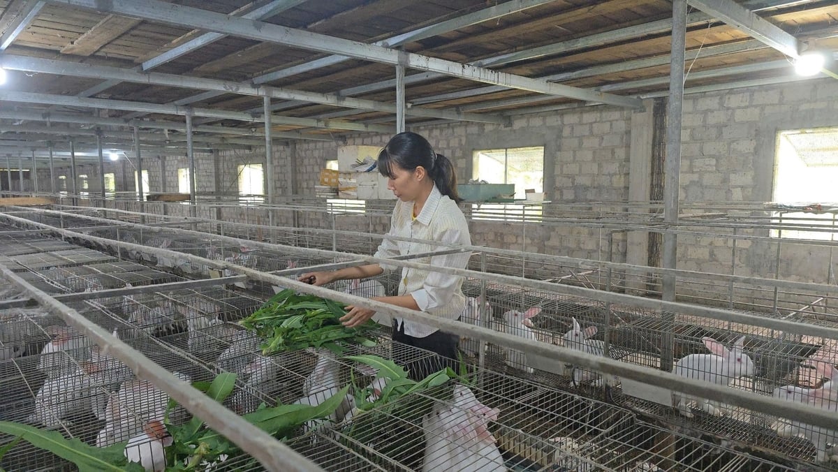 Chị Bùi Thị Lý nghỉ hẳn đi dạy để giành toàn thời gian cho đàn thỏ. Ảnh: Đinh Mười. Chị Bùi Thị Lý nghỉ hẳn đi dạy để giành toàn thời gian cho đàn thỏ. Ảnh: Đinh Mười.