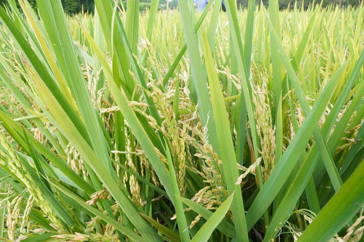 Nhiều diện tích lúa tại xã Thọ Lập, Thuận Minh (huyện Thọ Xuân) có tỷ lệ hạt lép rất cao, năng suất chỉ đạt từ 50 - 80kg/sào. Ảnh: Quốc Toản. Nhiều diện tích lúa tại xã Thọ Lập, Thuận Minh (huyện Thọ Xuân) có tỷ lệ hạt lép rất cao, năng suất chỉ đạt từ 50 - 80kg/sào. Ảnh: Quốc Toản.