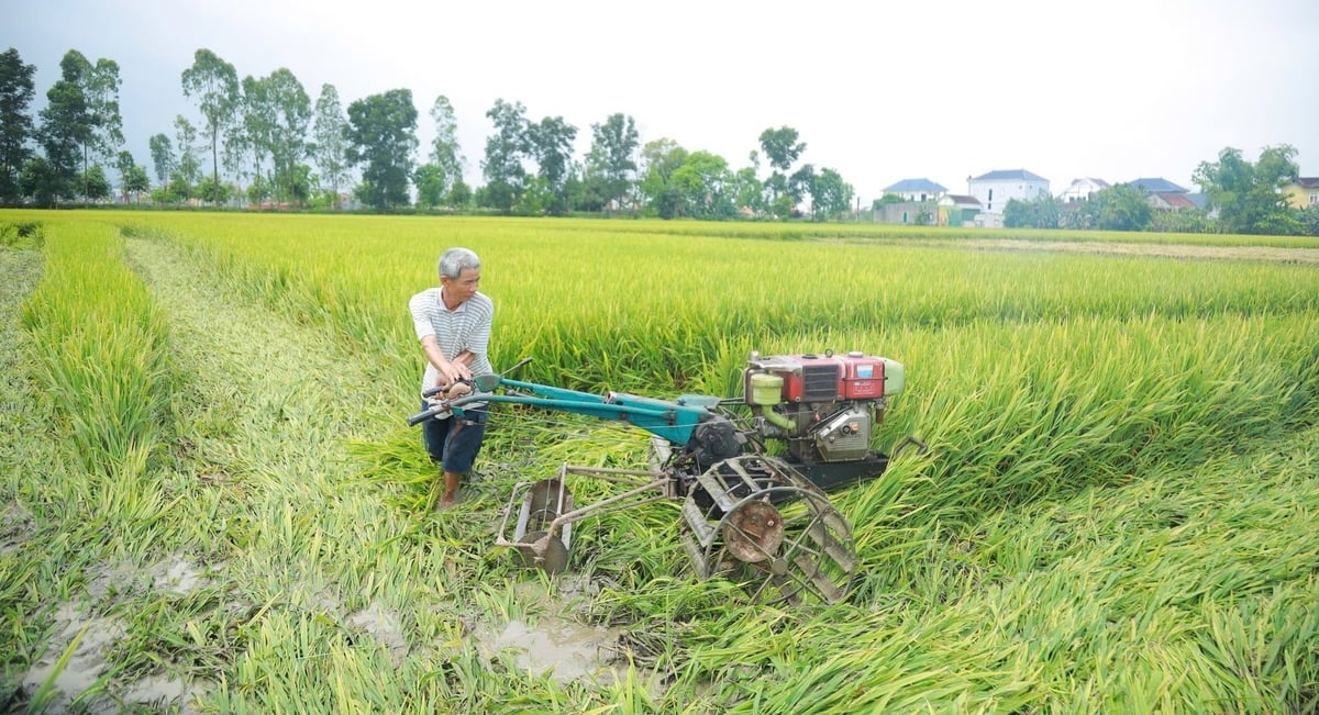 Thống kê sơ bộ, toàn tỉnh Nghệ An có khoảng 2.500 lúa xuân sinh trưởng kém. Ảnh: Ngọc Linh. Thống kê sơ bộ, toàn tỉnh Nghệ An có khoảng 2.500 lúa xuân sinh trưởng kém. Ảnh: Ngọc Linh.