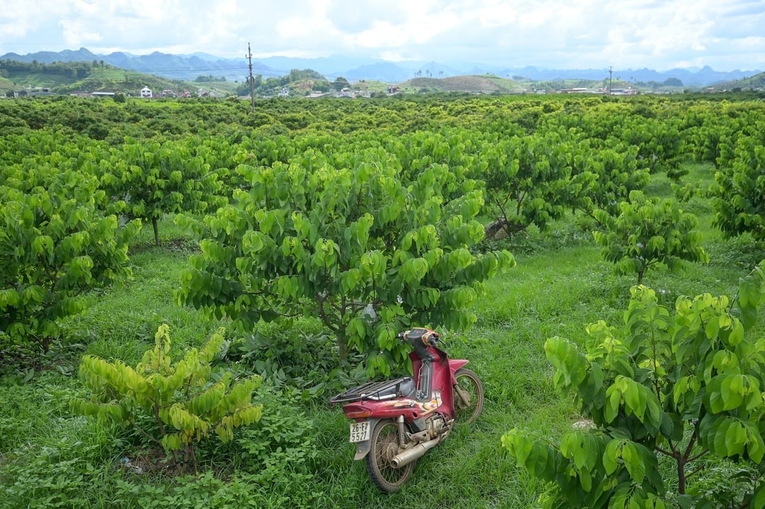 Vùng trồng na tại Sơn La. Ảnh: Tùng Đinh. Vùng trồng na tại Sơn La. Ảnh: Tùng Đinh.