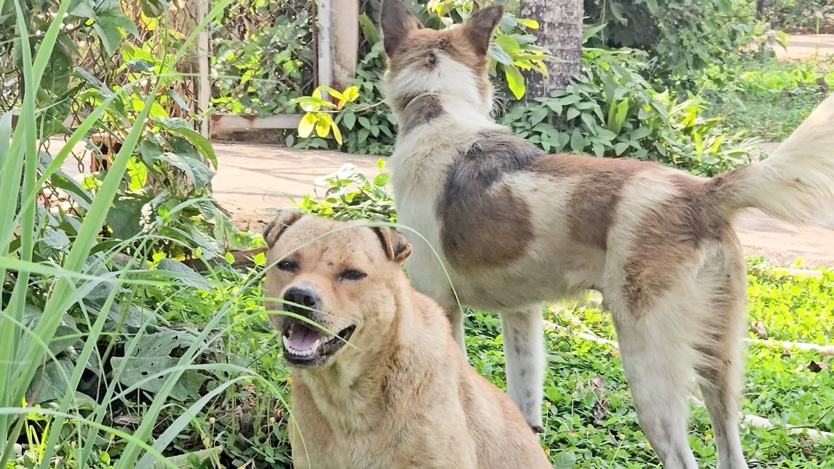 Thời tiết nắng nóng hiện nay được đánh giá là điều kiện thuận lợi để virus dại phát triển và lây lan. Ảnh: Minh Sáng. Thời tiết nắng nóng hiện nay được đánh giá là điều kiện thuận lợi để virus dại phát triển và lây lan. Ảnh: Minh Sáng.