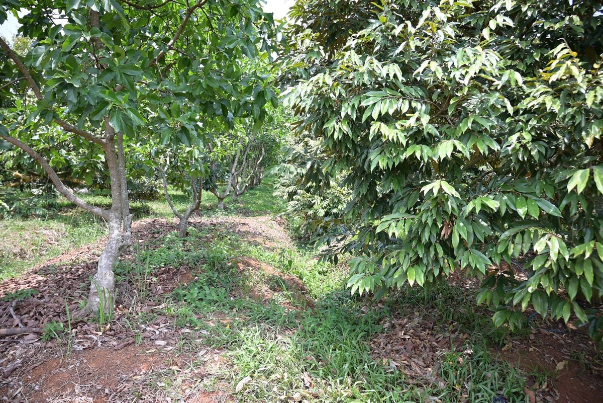 Để cây sầu riêng không bị úng nước, anh Lâm đã tạo rãnh thoát giữa các luống giúp nước lưu thông tốt. Ảnh: Phạm Hoài. Để cây sầu riêng không bị úng nước, anh Lâm đã tạo rãnh thoát giữa các luống giúp nước lưu thông tốt. Ảnh: Phạm Hoài.