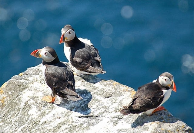 Hải âu cổ rụt (puffin), còn gọi là hải âu mỏ sáng hay vẹt biển. Ảnh: Internet. Hải âu cổ rụt (puffin), còn gọi là hải âu mỏ sáng hay vẹt biển. Ảnh: Internet.