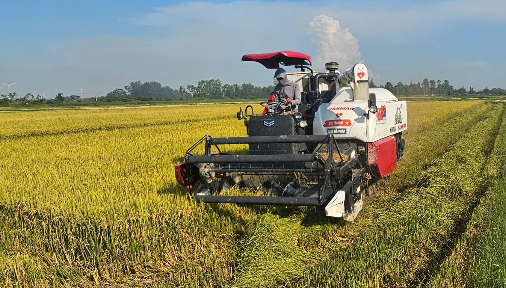 Nông dân Quảng Bình khẩn trương thu hoạch lúa đông xuân. Ảnh: Tâm Đức. Nông dân Quảng Bình khẩn trương thu hoạch lúa đông xuân. Ảnh: Tâm Đức.