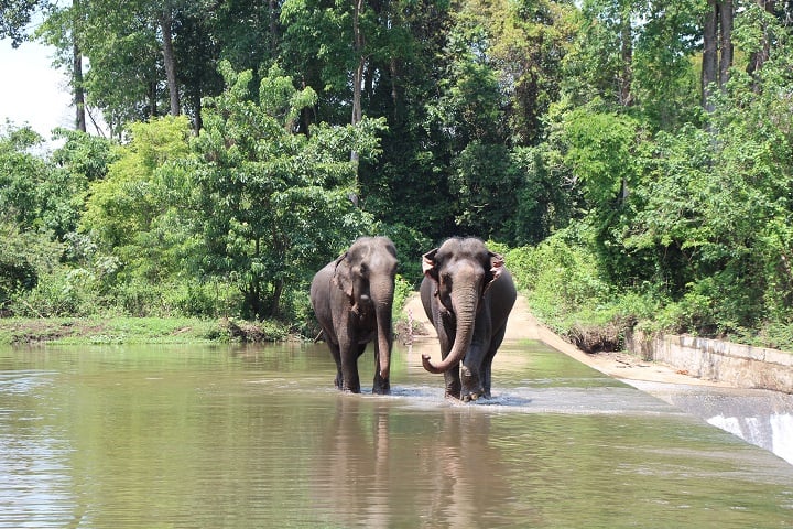 As of 2025, Dak Lak is home to 35 domesticated elephants. Photo: Yok Don National Park.
