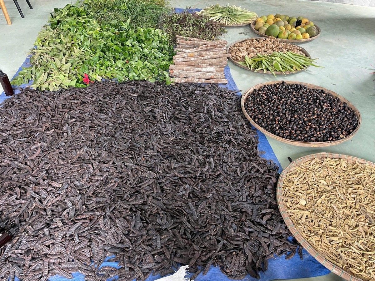 Hiện xưởng sản xuất của chỉ sử dụng gần 20 loại thảo dược. Ảnh: Võ Hà Hiện xưởng sản xuất của chỉ sử dụng gần 20 loại thảo dược. Ảnh: Võ Hà