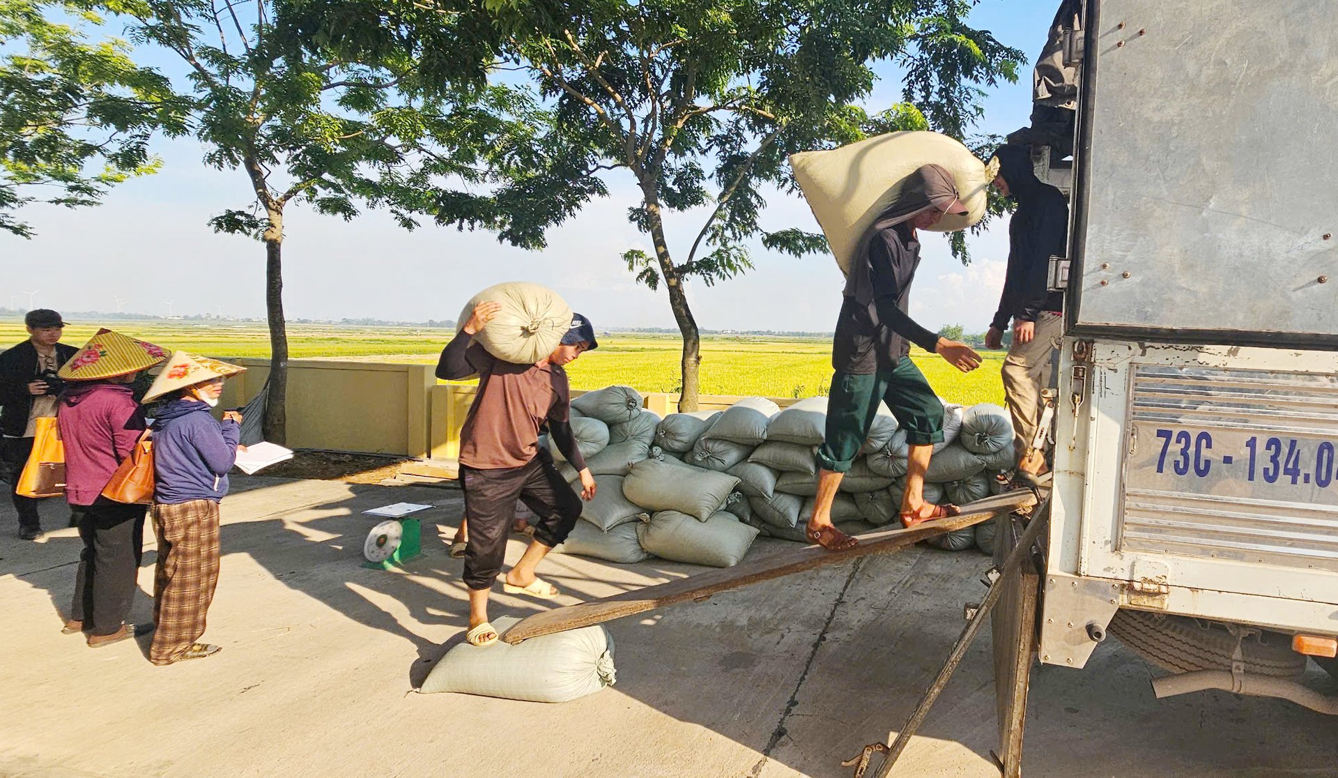 Thương lái mua lúa tươi cho nông dân tại ruộng với giá đầu vụ 6 triệu đồng mỗi tấn. Ảnh: Tâm Đức. Thương lái mua lúa tươi cho nông dân tại ruộng với giá đầu vụ 6 triệu đồng mỗi tấn. Ảnh: Tâm Đức.