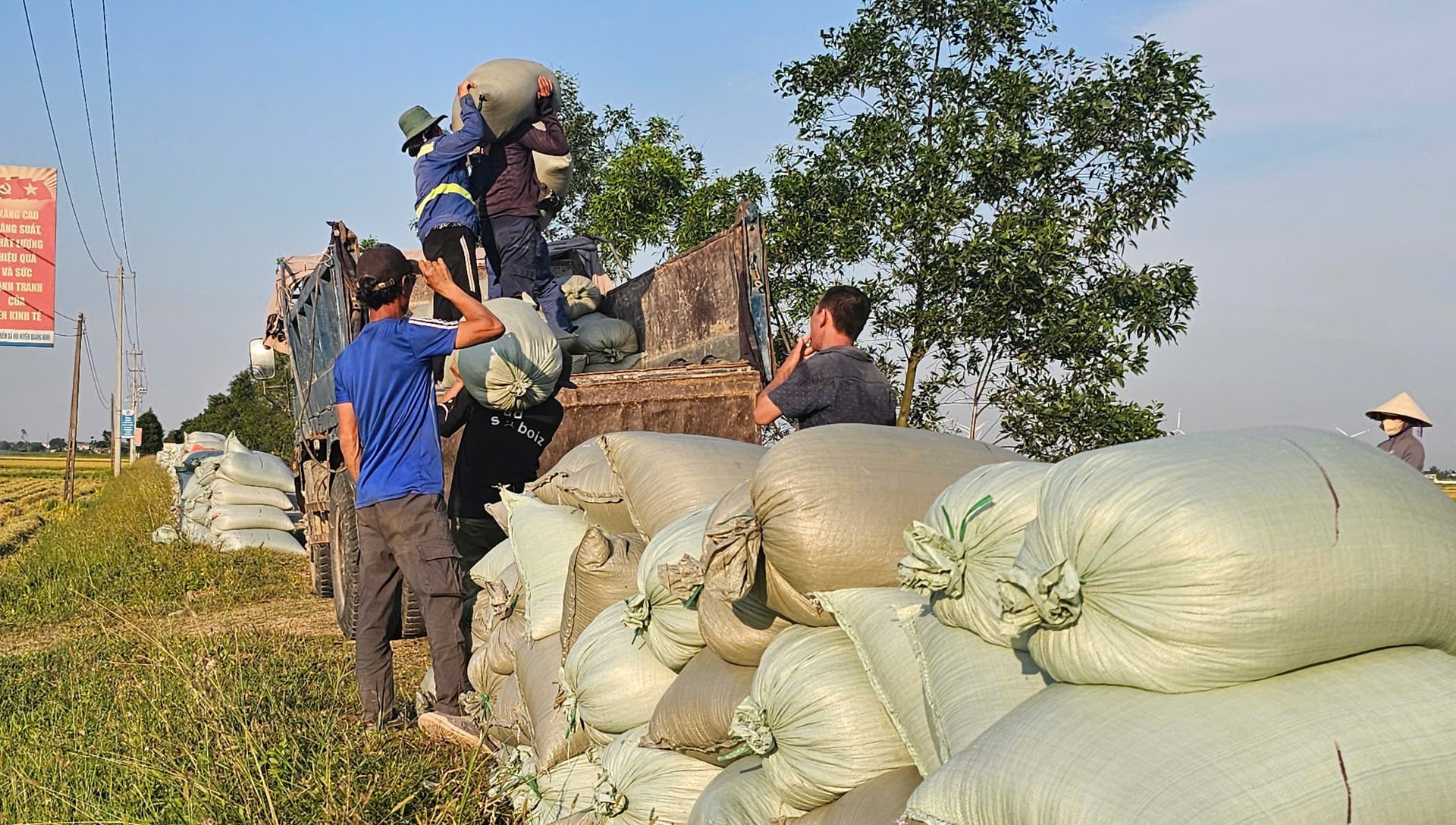 Công ty Nông nghiệp và Xây dựng Thành Đạt thu mua lúa tại ruộng cho bà con nông dân trong chuỗi liên kết. Ảnh: Tâm Đức. Công ty Nông nghiệp và Xây dựng Thành Đạt thu mua lúa tại ruộng cho bà con nông dân trong chuỗi liên kết. Ảnh: Tâm Đức.