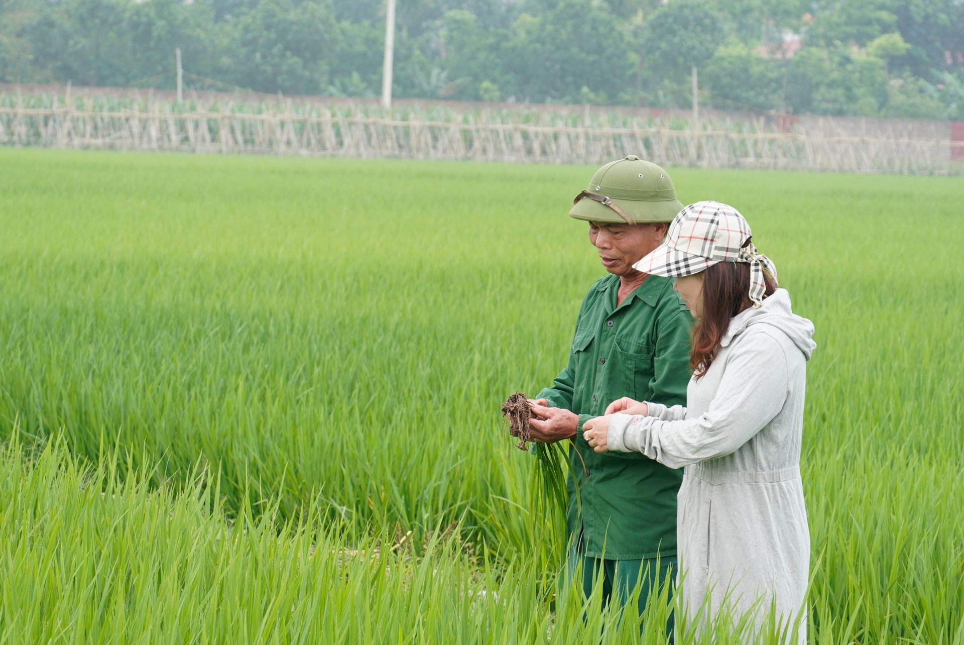 Ông Bạch Văn Thoại, khu 2, xã Liên Châu, huyện Yên Lạc, tỉnh Vĩnh Phúc cho biết, trồng lúa theo phương pháp tưới ướt - khô xen kẽ giảm lượng nước đáng kể so với canh tác lúa truyền thống. Ảnh: Hồng Thắm.