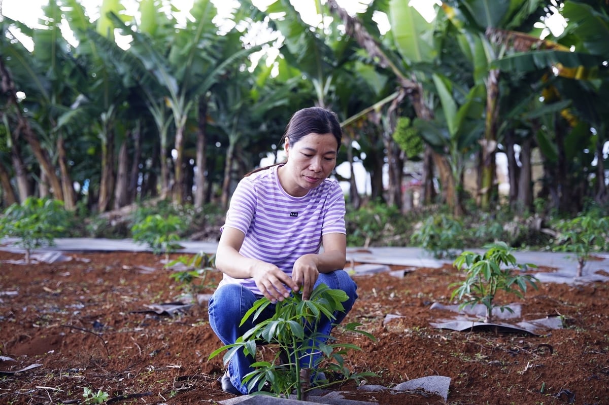 Ms. Pham Thi Nhan, Deputy Director of the Hung Loc Agricultural Research Center – the project’s main partner in Vietnam – introduced early flowering induction techniques tested in Lam Dong. Photo: Linh Linh.