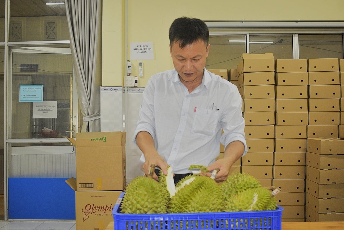 TS Nguyễn Văn Phong khảo sát độ chín quả sầu riêng. Ảnh: Minh Đảm. TS Nguyễn Văn Phong khảo sát độ chín quả sầu riêng. Ảnh: Minh Đảm.