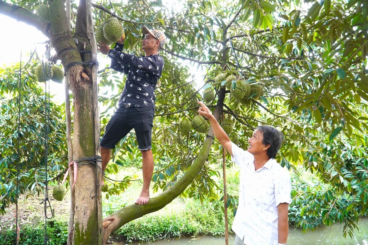 Phong trào thi đua sản xuất, kinh doanh giỏi được đông đảo hội viên, nông dân TP Cần Thơ tham gia, tạo thành phong trào sôi nổi trong lao động, sản xuất. Ảnh: Kim Anh. Phong trào thi đua sản xuất, kinh doanh giỏi được đông đảo hội viên, nông dân TP Cần Thơ tham gia, tạo thành phong trào sôi nổi trong lao động, sản xuất. Ảnh: Kim Anh.