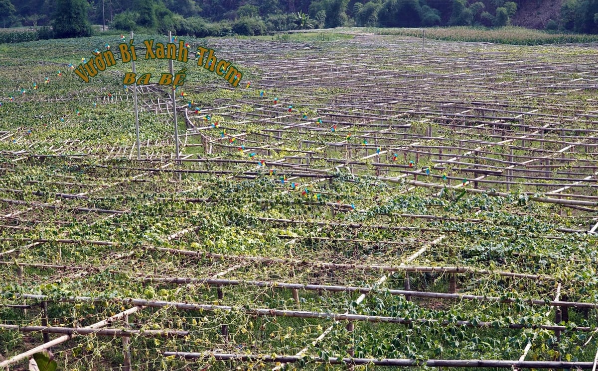 Một vườn bí ở xã Yến Dương (huyện Ba Bể) bị thiệt hại toàn bộ do nấm bệnh. Ảnh: Ngọc Tú.
