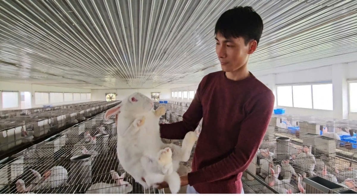 Anh Tùng là người cung cấp thỏ thương phẩm lớn nhất tỉnh Thanh Hóa hiện nay. Ảnh: Quốc Toản. Anh Tùng là người cung cấp thỏ thương phẩm lớn nhất tỉnh Thanh Hóa hiện nay. Ảnh: Quốc Toản.
