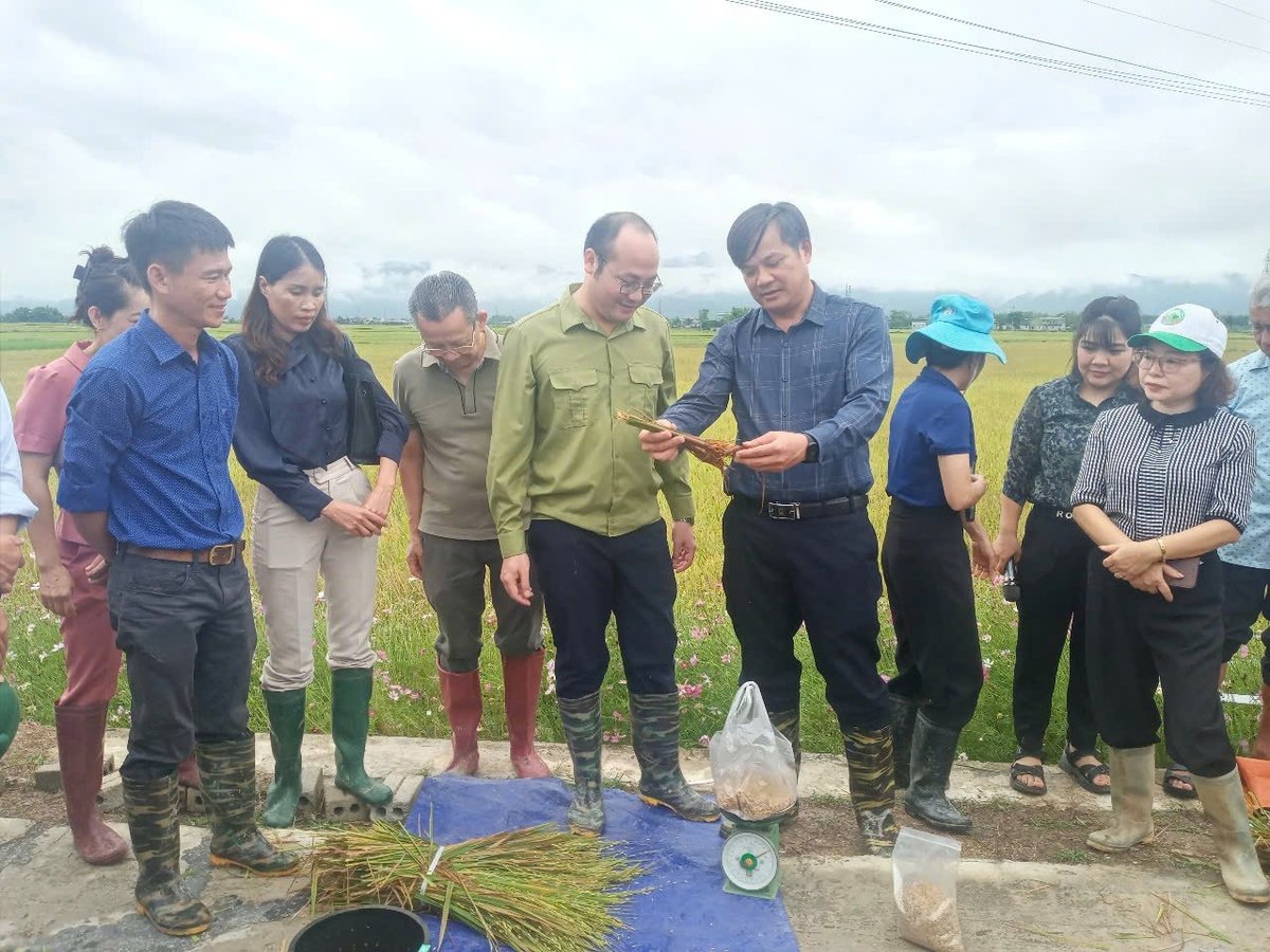 Kiểm tra đánh giá bộ rễ cây lúa trồng theo mô hình và rễ cây lúa trồng theo phương pháp truyền thống. Ảnh: Trần Hương. Kiểm tra đánh giá bộ rễ cây lúa trồng theo mô hình và rễ cây lúa trồng theo phương pháp truyền thống. Ảnh: Trần Hương.