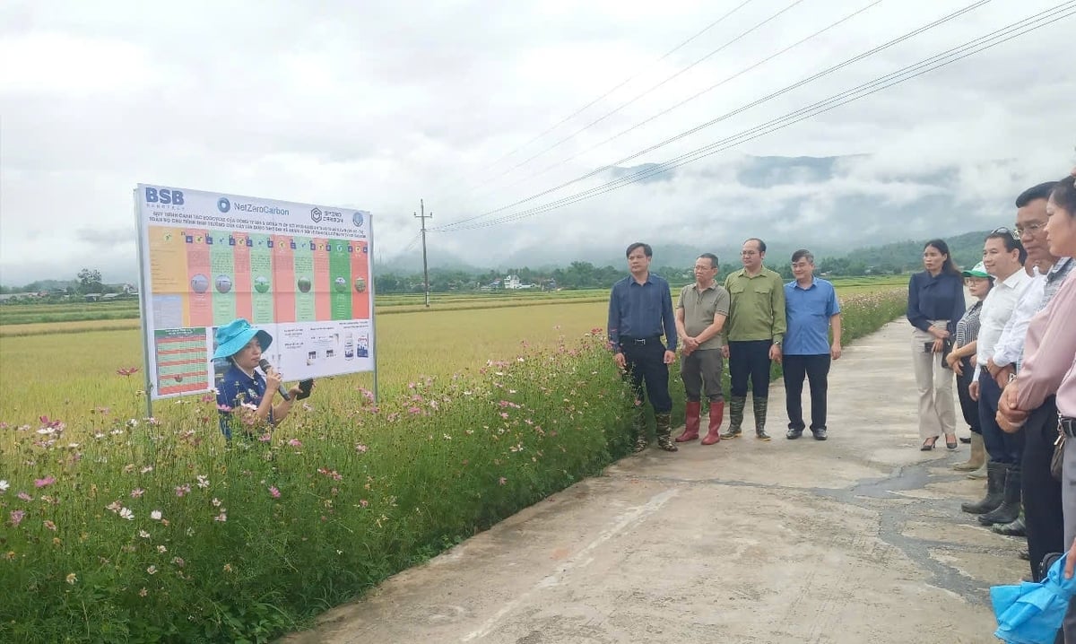 Cán bộ Sở Nông nghiệp và Môi trường Điện Biên giới thiệu quá trình triển khai và hiệu quả mô hình canh tác lúa thông minh giảm phát thải khí nhà kính tại xã Thanh Xương, huyện Điện Biên. Ảnh: Trần Hương. Cán bộ Sở Nông nghiệp và Môi trường Điện Biên giới thiệu quá trình triển khai và hiệu quả mô hình canh tác lúa thông minh giảm phát thải khí nhà kính tại xã Thanh Xương, huyện Điện Biên. Ảnh: Trần Hương.