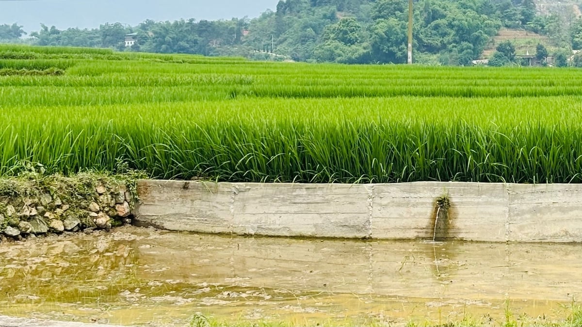 Bờ ruộng được người dân cứng hóa để giữ đất canh tác. Ảnh: H.Đ. Bờ ruộng được người dân cứng hóa để giữ đất canh tác. Ảnh: H.Đ.