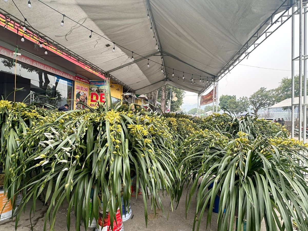 Những chậu địa lan của Mường Hoa được bày bán tại chợ hoa ngày Tết ở Lào Cai. Ảnh: Bích Hợp. Những chậu địa lan của Mường Hoa được bày bán tại chợ hoa ngày Tết ở Lào Cai. Ảnh: Bích Hợp.