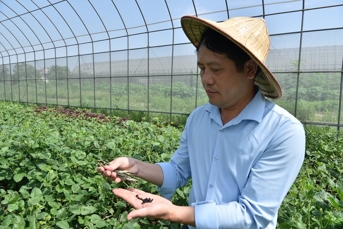 TS Nguyễn Ngọc Quất kiểm tra hạt đậu ĐEV19. Ảnh: Dương Đình Tường. TS Nguyễn Ngọc Quất kiểm tra hạt đậu ĐEV19. Ảnh: Dương Đình Tường.