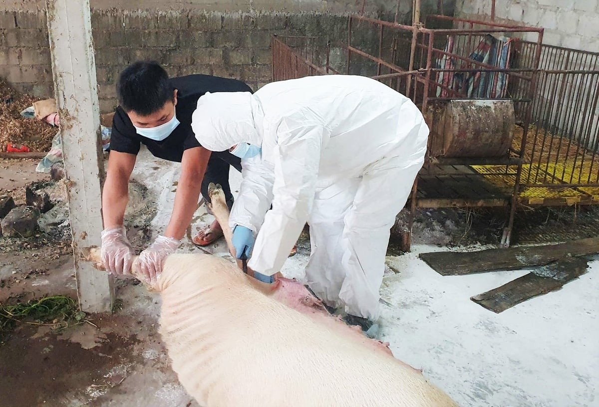 Đây là một trong những nguyên nhân khiến dịch tả lợn Châu Phi lây lan diện rộng, khó kiểm soát. Ảnh: Thanh Nga. Đây là một trong những nguyên nhân khiến dịch tả lợn Châu Phi lây lan diện rộng, khó kiểm soát. Ảnh: Thanh Nga.